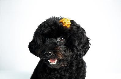 国产游戏《重装前哨》公布新预告 标准版首发88元